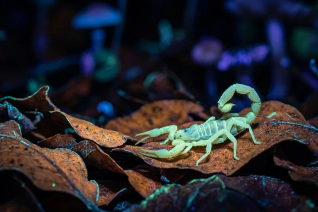 escorpião mais venenoso do brasil